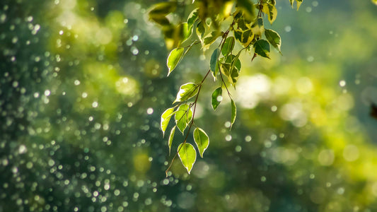 Menta, Eucalipto e Inspira: Bienestar Natural con Aromaterapia